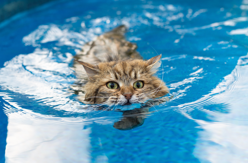 Коты и вода