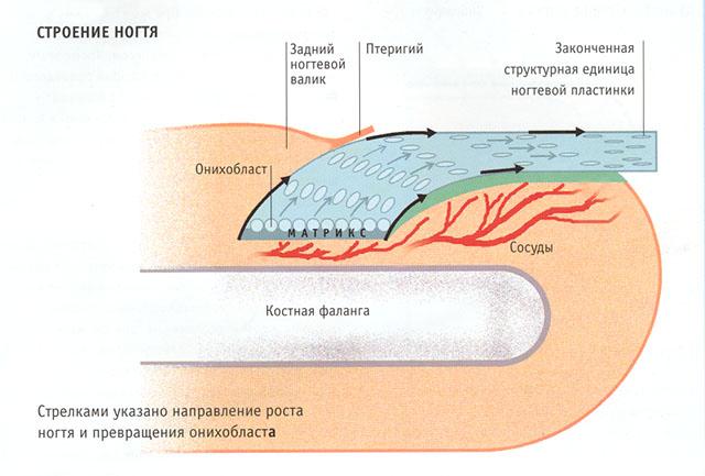Строение ногтя