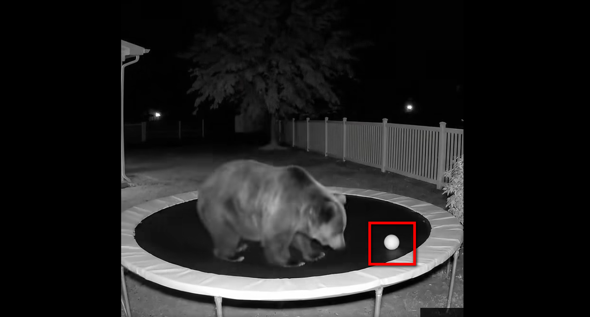 Видео медведя на батуте