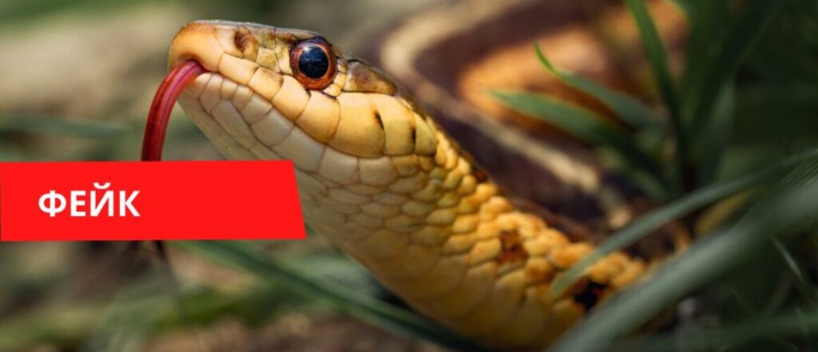 Змея Хорватия