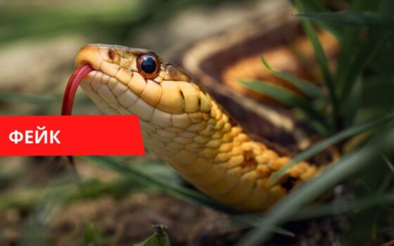 Змея Хорватия