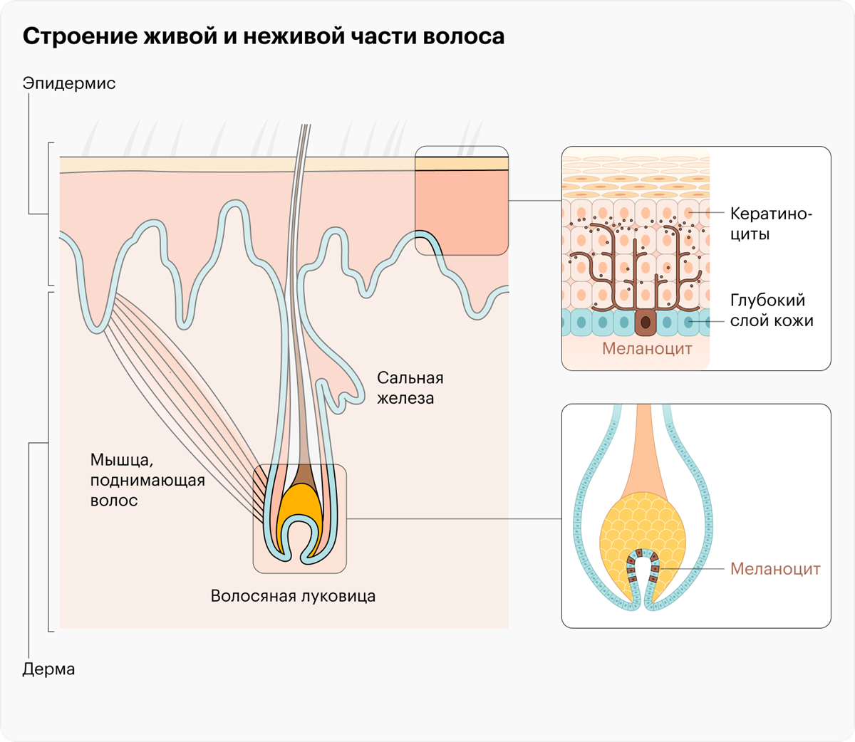 Устройство волоса