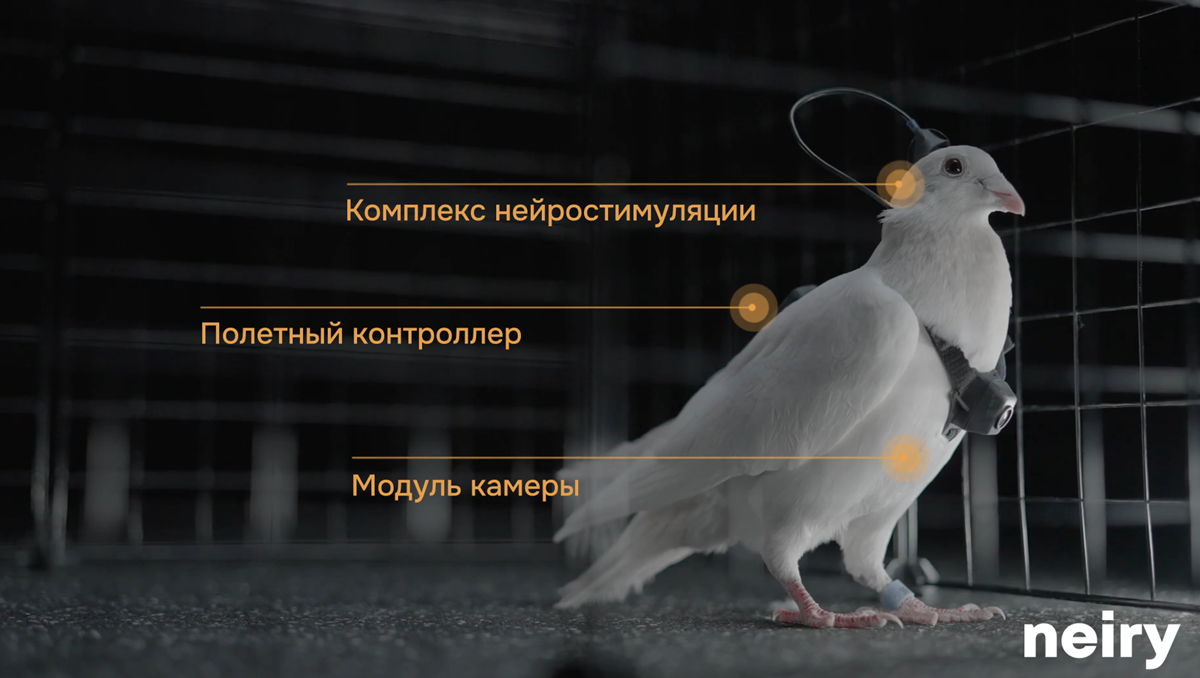 Голуби-биодроны