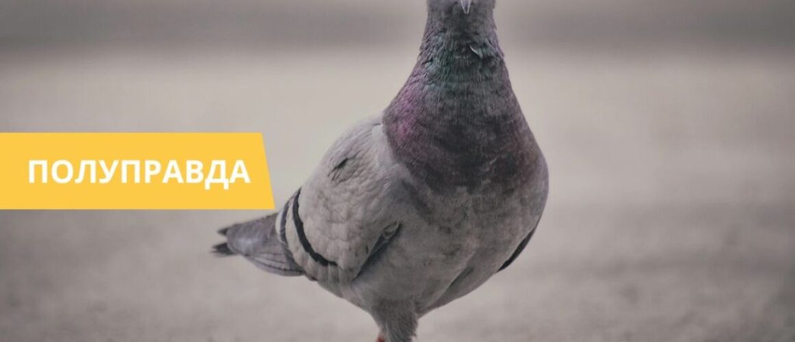 Российские голуби-шпионы