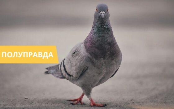 Российские голуби-шпионы